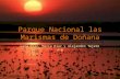 Parque Nacional Las Marismas De DoñAna