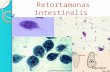 Retortamonas Intestinalis