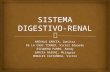 Exposición sistema digestivo renal