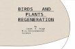 Birds and plants regeneration