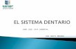 Sistema dentario odontologia