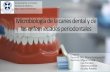Microbiologia de la caries dental y enfermedad periodontal