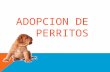 Adopcion de perritos123