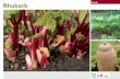 Rhubarb Gardening Guides for Teachers