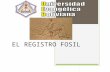 Registro fosil