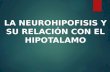 La neurohipofisis y su relación con el hipotalamo Fisiologia