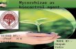 Mycorrhizae-biocontrol agent