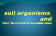 soil organisms & there benifficial and harmful roles