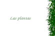 Plantas ppt