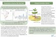 Phytoremediation of organic contaminants in soil: survey of species and associated techniques for future applications