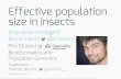 Effective population size in insects