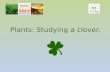 Science: Studying a clover