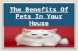 The Advantages Of Pets in Your House