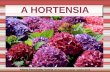 A hortensia