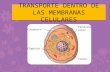 Transporte dentro de las membranas celulares