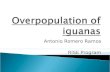 Overpopulation of Iguanas