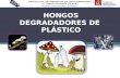 Hongos degradadores de plástico (mecanismo)