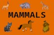 Mammals,birds,fish and amphibians