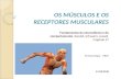 Receptores musculares