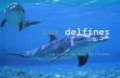 C:\Documents And Settings\Alumno\Escritorio\Los Delfines Juanma