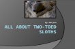 All about Two Toed Sloths
