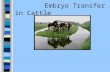 Embryotransferincattle (3)
