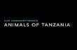 Elite Kilimanjaro presents: Animals of Tanzania