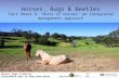 Horses, Bugs and Beetles Fact Sheet 6