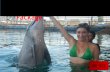 Bali adventure package dolphin interaction tour