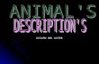 Animal's depcription luciano