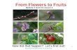 Biology M4 Flowers to fruits and seeds