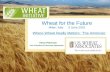Wheat challenges and prospects in the Americas