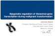 Epigenetic regulation of ribosomal gene transcription during malignant transformation - Jeannine Diesch