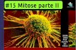1EM #15 mitose II
