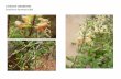 Lonicera subspicata  web show