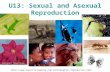Biology Sexual and asexual reproduction