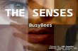 The Senses by Busy Bees