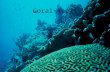 Coral Donte