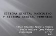 Sistema genital masculino y sistema genital femenino11