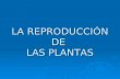 Reproducción de las plantas - 1
