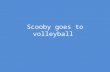 Scooby goes to volleyball
