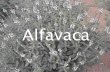Alfavaca jéssica