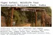 Tiger Safari, Wildlife Tour Bandhavgarh National Park, India