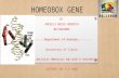 HOMEOBOX GENE