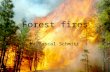 Forest fires by pascal