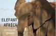 Elefant africà   loxodonta africana