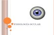 Fisiologia Ocular