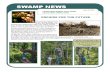 Blue Tilapia in the Swamp News at Corkscrew Swamp Sanctuary