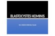 Blastocystes Hominis