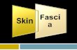 2-Skin and Fascia